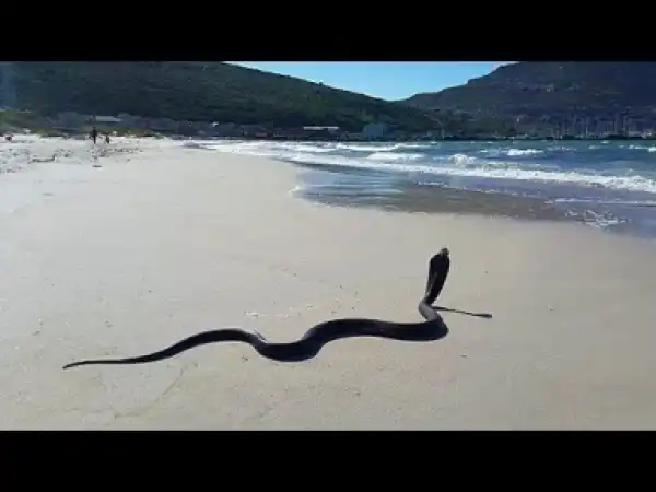 Video: 7 MOST DANGEROUS BEACHES IN THE WORLD